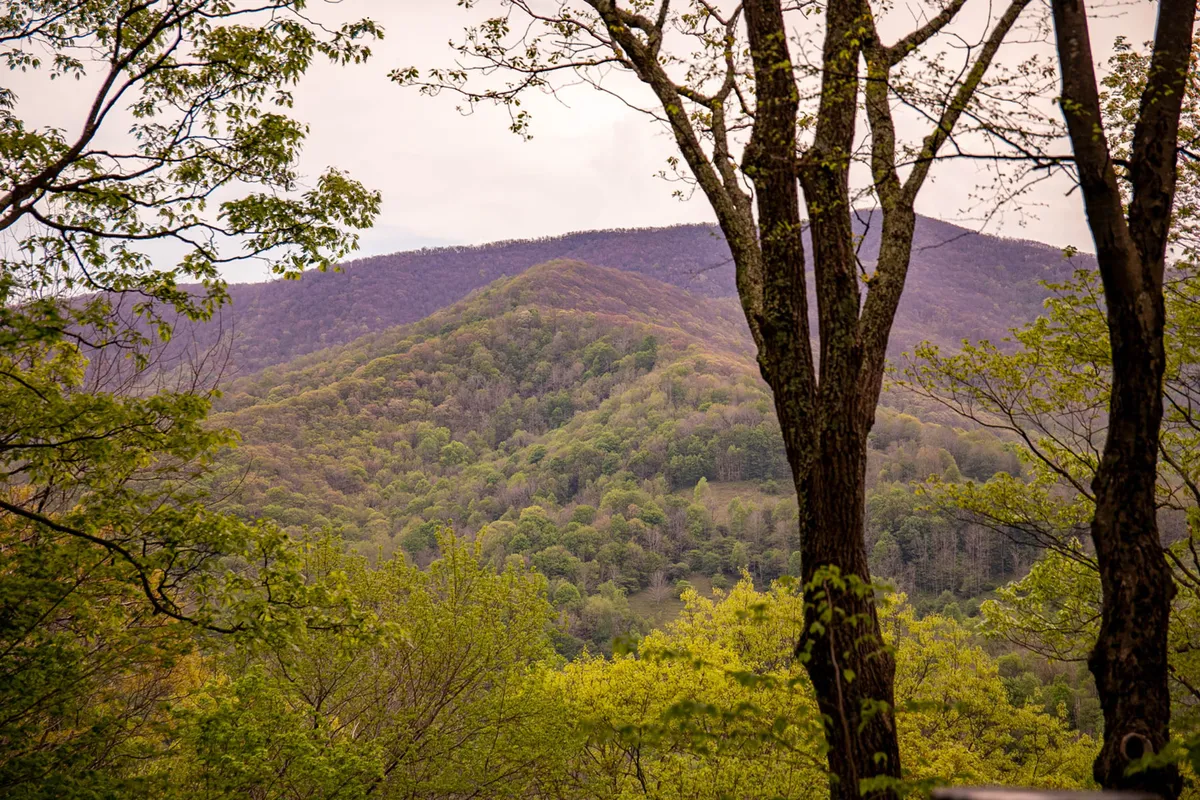 A breathtaking view of a mountain range enveloped by lush trees and greenery, exemplifying the stunning natural beauty surrounding West Jefferson. The scene is serene, inviting exploration and immersion in the local landscape.